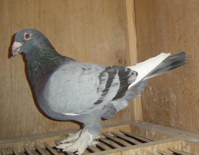 梦见自己抓了2只鸽子，一只翅膀被自己弄伤，解读梦境中的象征与启示