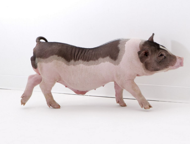 高手解梦，梦到小猪的深层含义与心理解析