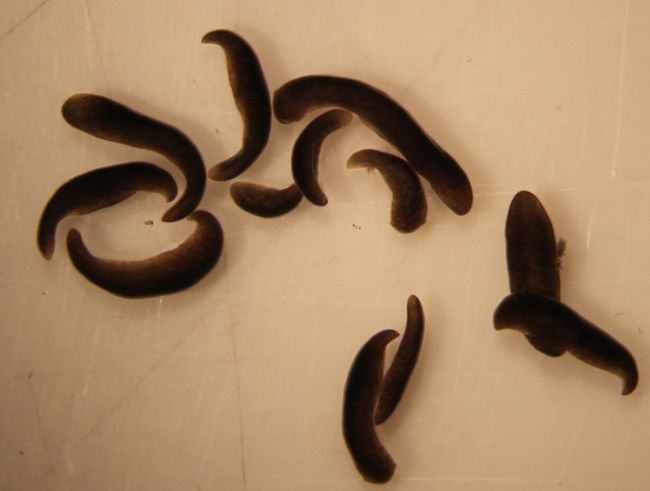 梦境解析，蛇咬屁股——潜意识的警示与自我成长的挑战