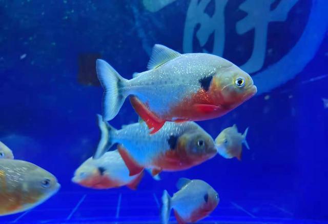 梦见闪金光的红鲤鱼，寓意与解析