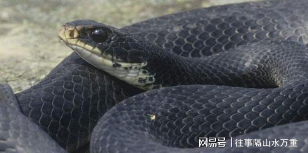 梦回床畔，小蛇的寓言——解密昨晚梦到好多小蛇在床上但不会咬人的深层含义