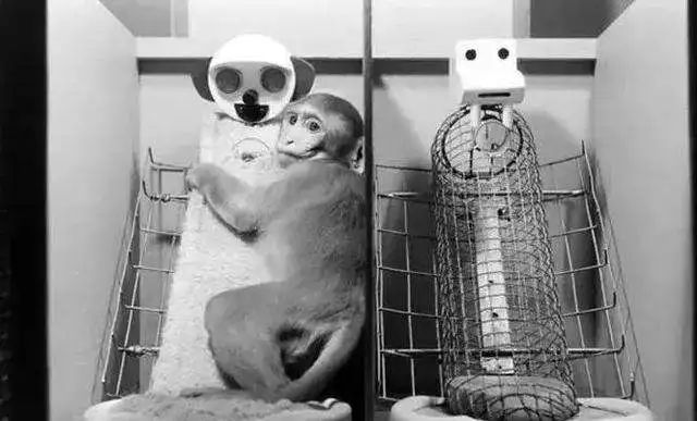 梦境中的守护与恐惧，解析梦见我抱着孩子怕被猫头鹰抓到的深层含义