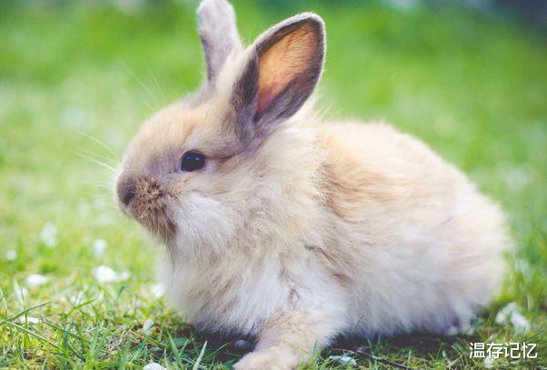 我梦见老公买回4只小兔子，寓意与解析