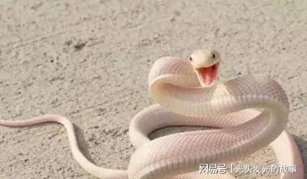 孕期梦境的迷思，解密蛇与棺材的寓意