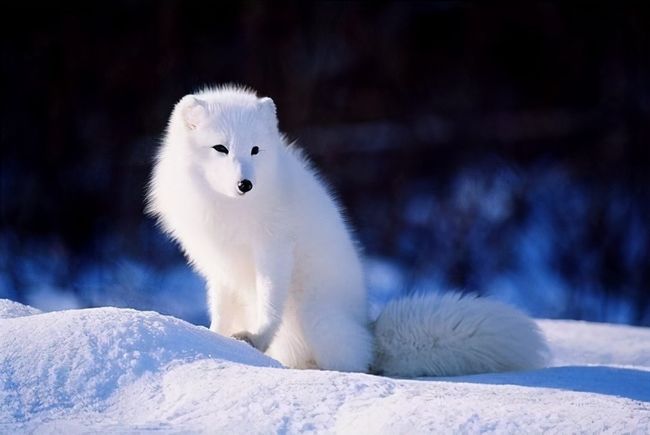 做梦梦见被狐狸咬住手不放，探索梦境背后的深层含义