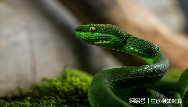 梦回蛇影，解析蛇生蛇梦境中的爱与恐惧交织
