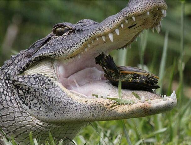 梦境解析，鳄鱼游弋与蛇咬传闻的深层寓意