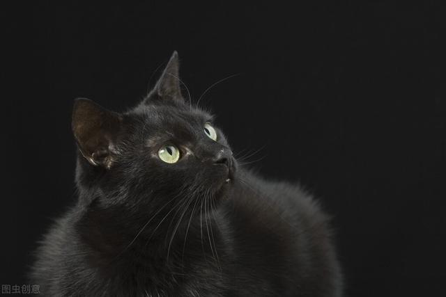 梦见猫，潜意识中的神秘信号