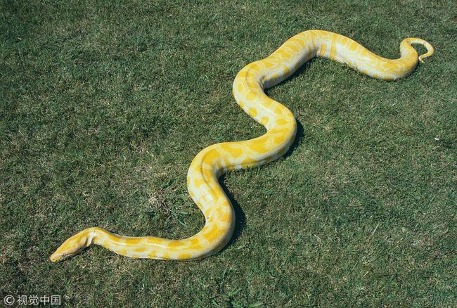 梦回蛇影，解析今早做梦梦到我家有好多蛇还要去咬我朋友的深层含义