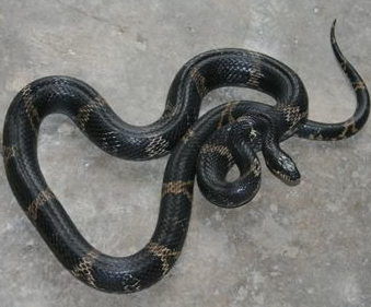 周公解梦，梦见一条大蛇的深层含义与预兆