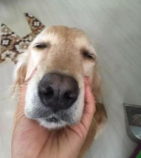 梦见狗咬自己大腿，梦境背后的深层含义与心理解析