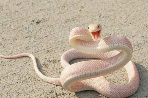 梦境守护，女人梦中蛇的温柔寓意