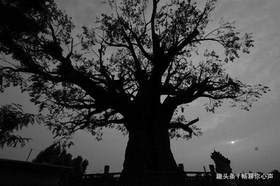 解读梦境，为何会梦到有人到坟地锯树？