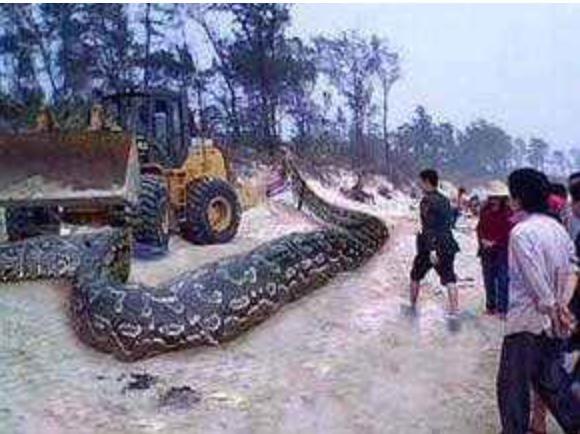 梦见打死大蛇，寓意、解析与心理启示