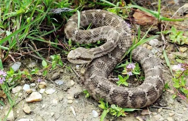 梦见蛇，恐惧与逃避的象征意义解析