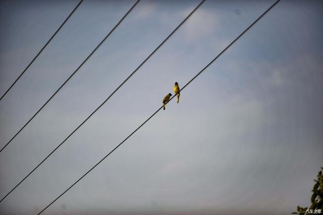 梦见猫，探寻梦境背后的神秘预意