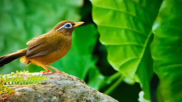梦到自己喜欢的人接吻，潜意识中的情感与心理解析