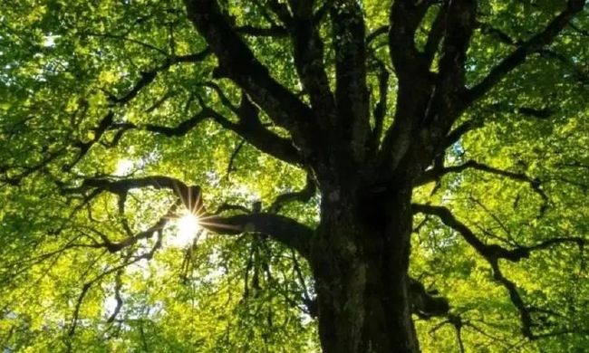 梦见从树上摘青苹果吃，探索梦境中的青涩与成长