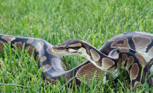 梦境交织，解密梦见棺材与蛇的深层寓意