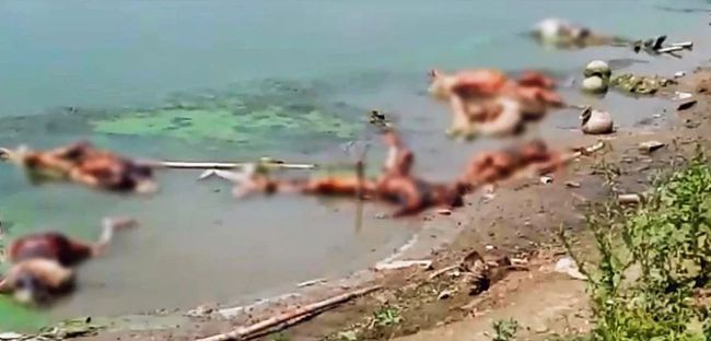 梦见河涨水别人赶牛过河牛掉水里了没有淹死，梦境背后的深层含义与启示