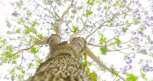 梦境中的甜蜜邂逅，解读做梦梦见我喜欢的人跟我在一起了的深层含义