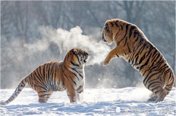 梦境解析，老虎的奇妙转变与深层寓意