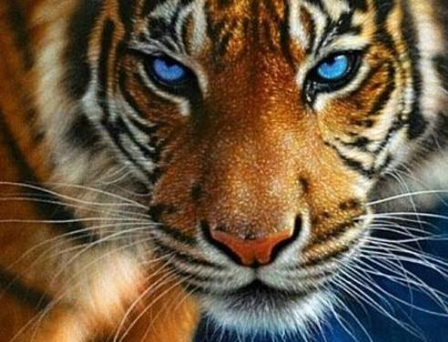 梦见自己被老虎咬了一口，探索梦境背后的深层含义与心理解析