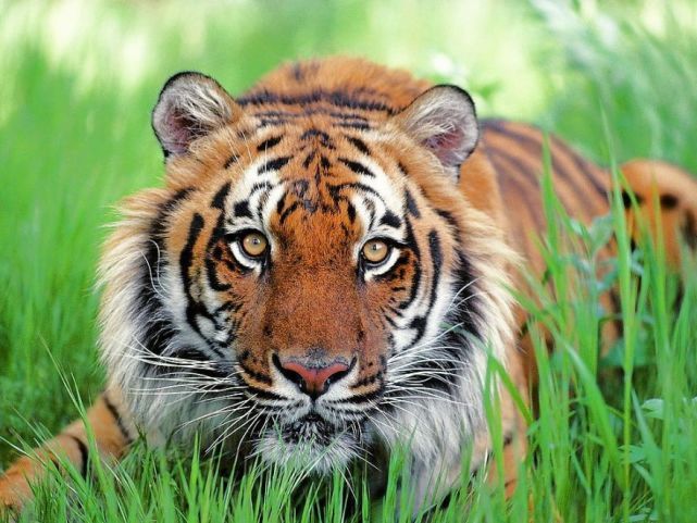 梦境奇遇，解析梦见两只老虎在玩耍的深层含义