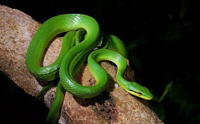 梦见老鼠蛇青蛙要攻击我最后让一条绿蛇咬了但是没出血，一场梦境的深层解析