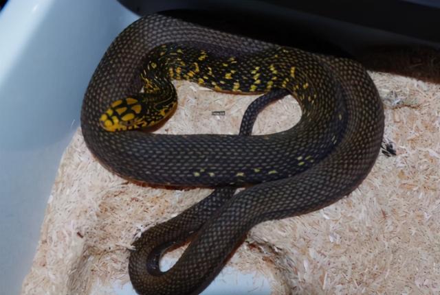 做梦梦见打死一条橙黄色的蛇，解读梦境背后的深层含义