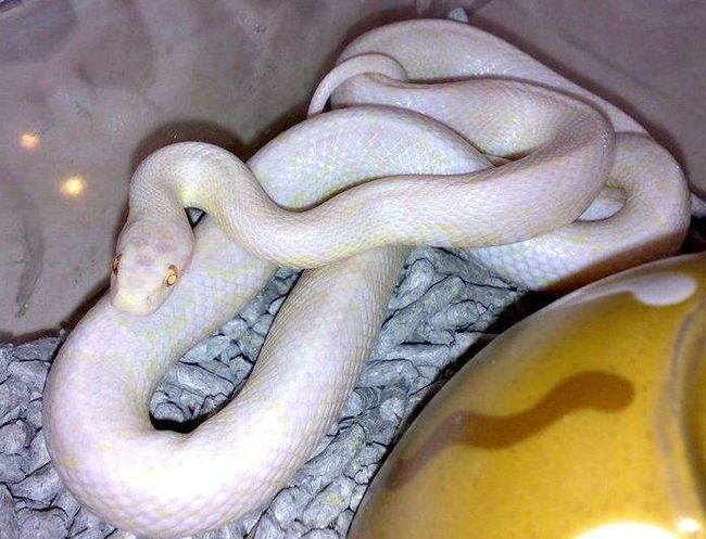 梦见两条小蛇要咬我脚，解读梦境中的隐秘信息