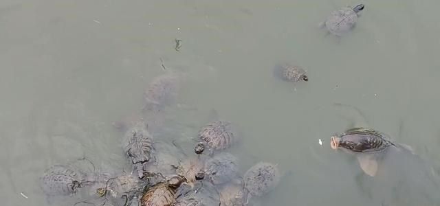 梦境解析，梦见池塘甲鱼逃脱与蛇的交锋