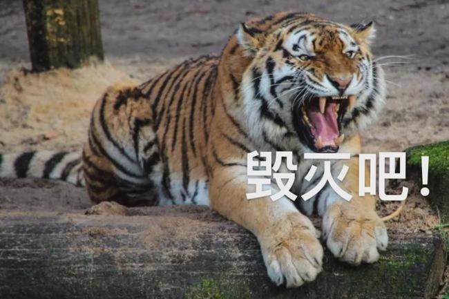 昨晚梦见了狮子老虎和豹在我家里，这是怎样的预兆？