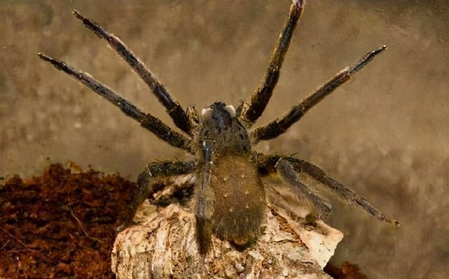 梦境中的蜘蛛网，探索内心深处的恐惧与转变