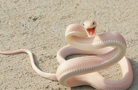 梦境迷踪，解读我老公梦到蟒蛇咬的深层含义