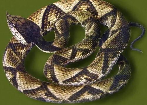 梦见杀蛇，预示挑战与转变的预兆