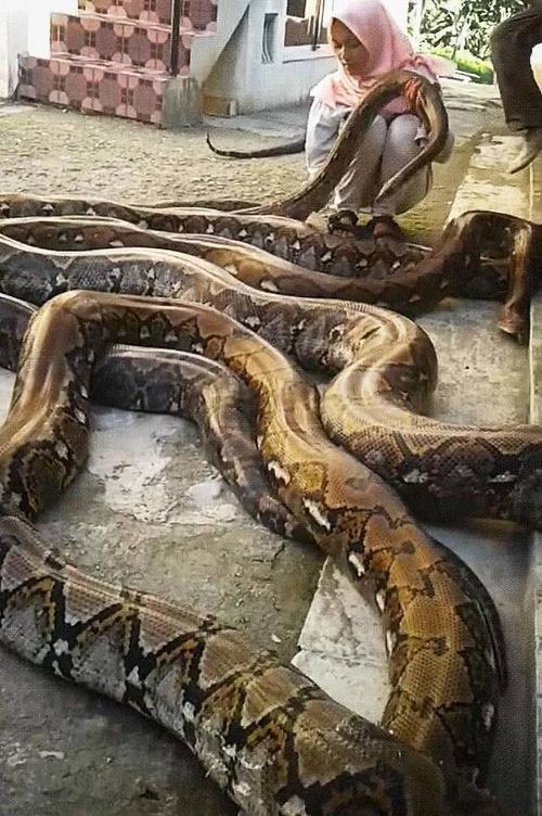 梦的解析，大蟒蛇的死亡与小蛇的让路——一场关于勇气、成长与自我超越的梦境之旅