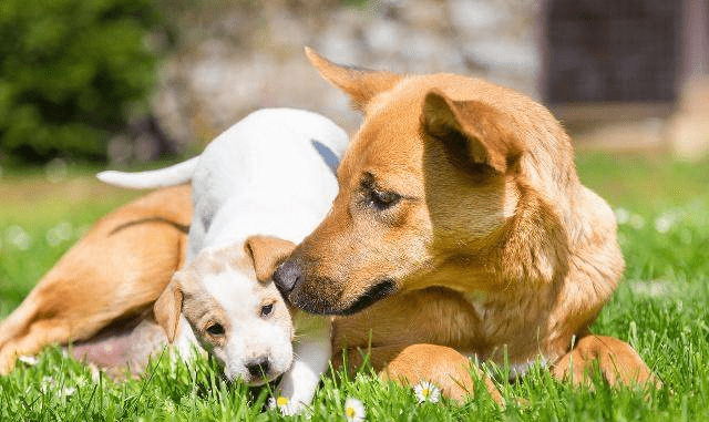 梦见别人故意放狗咬我，梦境背后的深层解析与心理启示