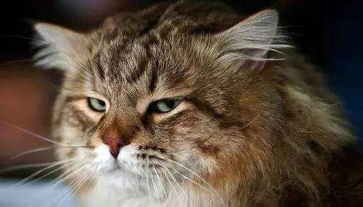 梦见死猫有什么预兆，解读梦境背后的深层含义