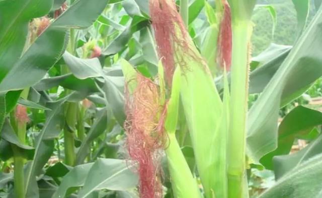 梦境解析，梦见牛吃熟的玉米叶子——深层次的心理与文化寓意