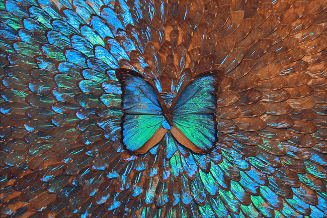 梦见好多小蛇缠绕在一起，探索梦境背后的深层含义与心理解析