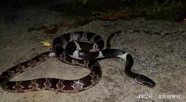 梦魇之谜，解读梦见睡觉时蛇缠身的深层含义