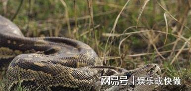 梦回幽谷，解读做梦梦到大蟒蛇的深层含义