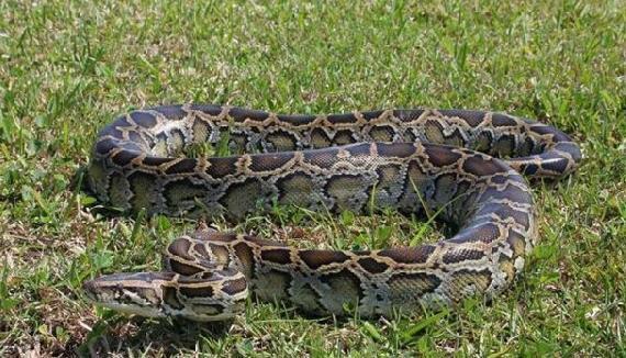 梦回故里，蟒蛇之咬的寓意与情感交织——解析我与男友共返老家的梦境之旅