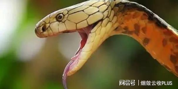 梦回蛇影，与同伴共战毒蛇的深层心理解析——右腿被咬的寓意与启示