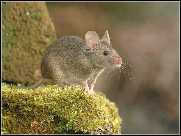 解梦，梦见猫、老鼠与蛇的深层寓意