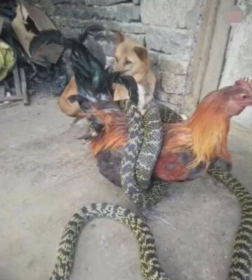 梦见蛇象狗一样跑，探索梦境中的奇异交融与深层含义