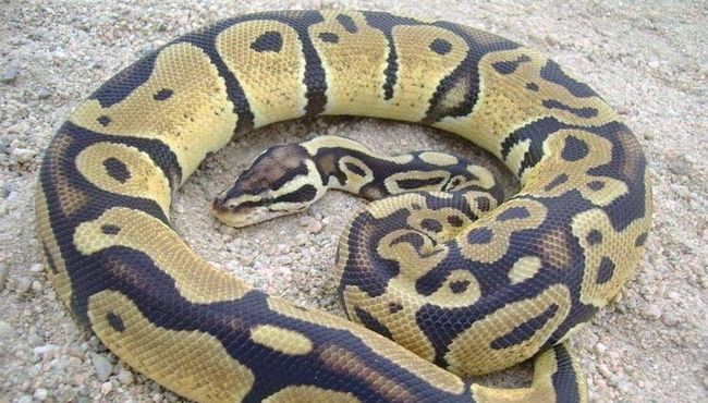 梦见捡到一条小蛇被我养成蟒蛇，求人解梦，本人本来不信这个的，但是又...