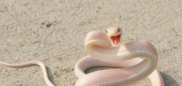 孕期梦境探秘，解读女人晚上做梦梦到蛇的深层含义