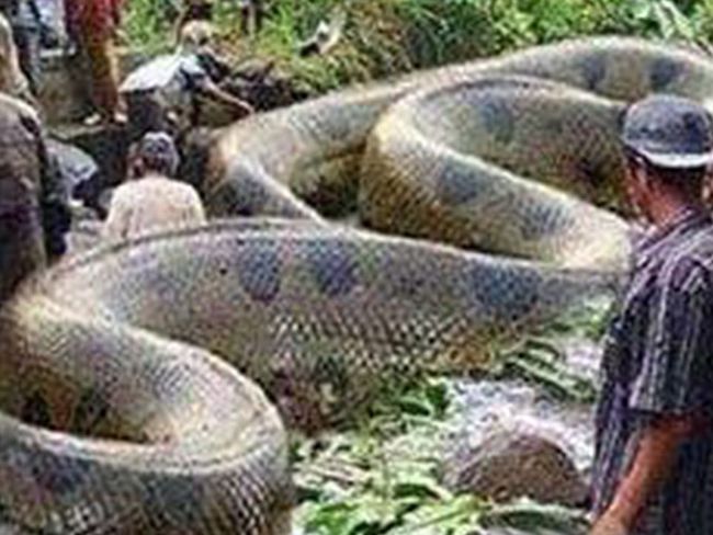 梦见大蟒蛇追我跑了很远最终没咬到，解读梦境中的象征与心理寓意